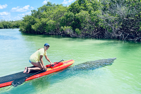 Fort Myers Dolphin & Manatee Kayak or Paddleboard Tour