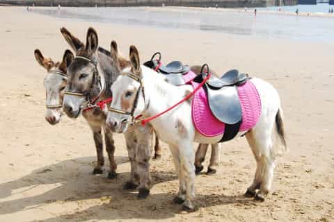 agadir 2hour donkey ride
