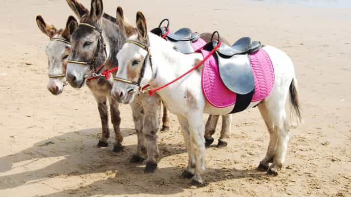 agadir 2hour donkey ride