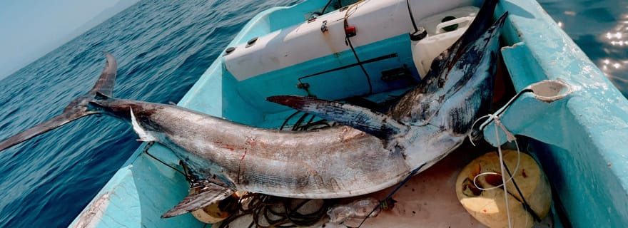 Port : Expérience de pêche au marlin, au voilier, au thon ou au dorado