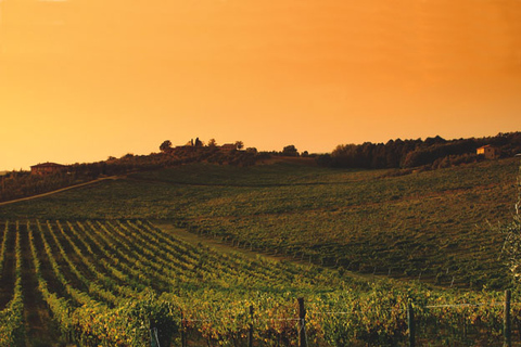 Tour di un giorno in Toscana: Pisa, Lucca, Chianti Cena/degustazione in cantina