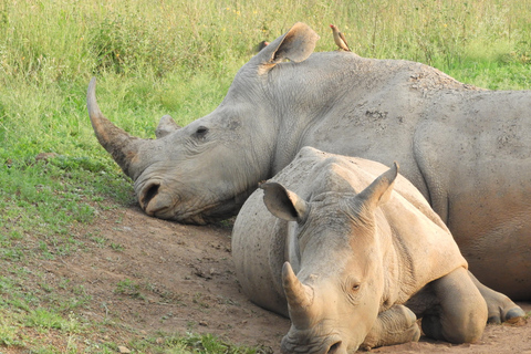 Fahrt zum Nairobi National Park