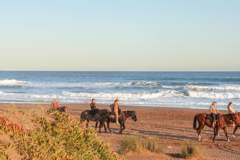 Doñana: Beginner Coastal Horseback Experience 1-Hour Beginner Coastal Horseback Experience