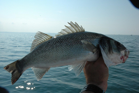 Rhodos: 4 uur durende privéboottocht met visuitrustingRhodes: Privéboottocht van 4 uur om te vissen, inclusief uitrusting