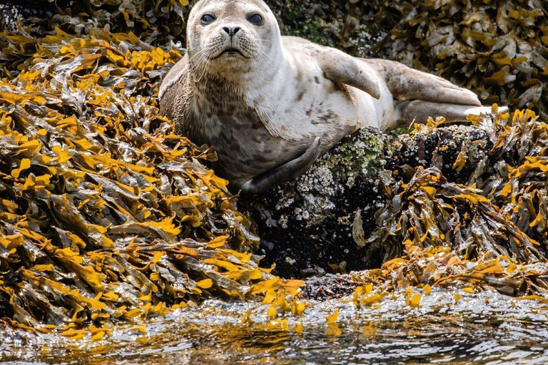 Vancouver: Snorkel, Kayak, and Seal Adventure Boat Tour