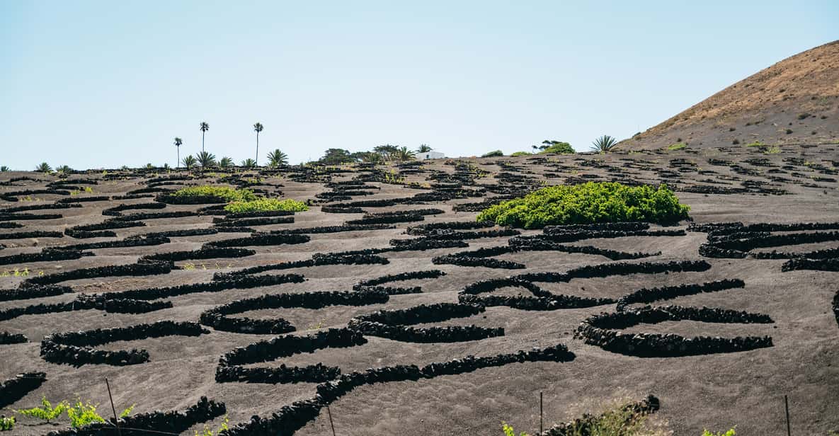 Afbeelding 2 van Lanzarote: tour Nationaal Park Timanfaya en La Geria