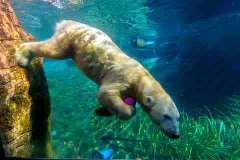 San Diego Zoo: 1-Day Admission Ticket