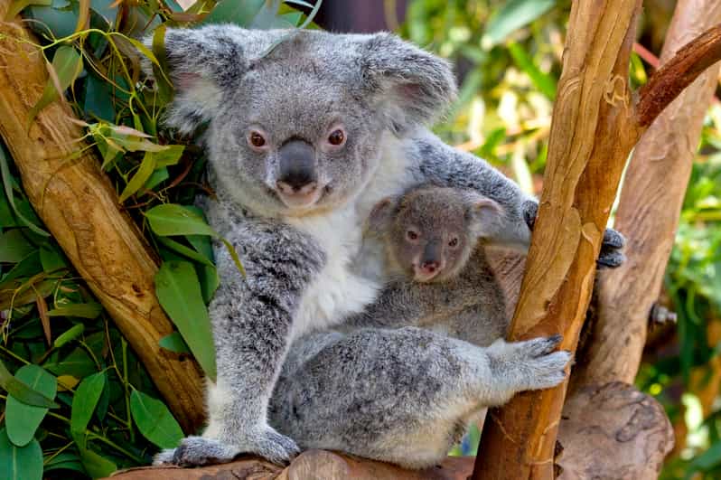 San Diego Zoo 1Day Admission Ticket GetYourGuide