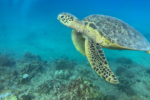 Oahu (Oahu) Scubadykning vid grunt rev för certifierade dykareOahu: Shallow Reef Scuba Dive for Certified Divers