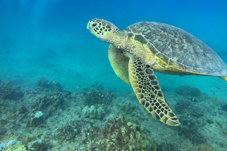 Oahu : Plongée sous-marine dans les récifs peu profonds pour les plongeurs certifiésOahu: Plongée sous-marine Shallow Reef pour les plongeurs certifiés