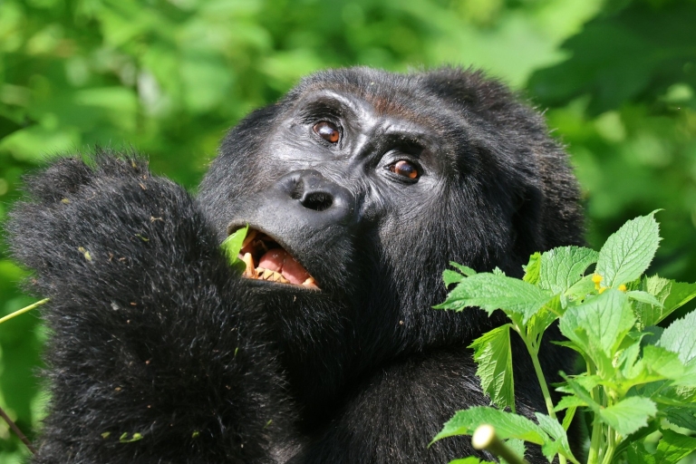 Bwindi, Gorilla Tour z Kigali, nad jeziorem Mutanda - 3 dni