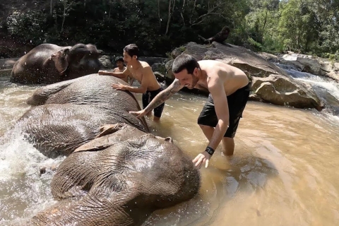 Chiang Mai: etyczne sanktuarium słoni i przygoda na quadzie1,5-godzinny rezerwat quadów i słoni z lunchem i transferem