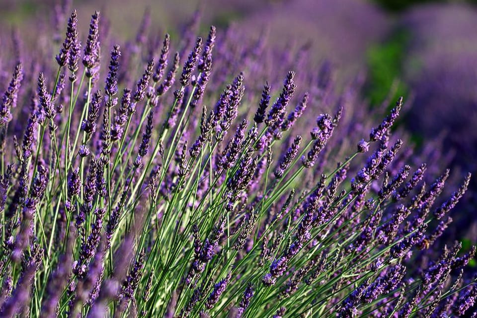 From Marseille: Lavender Full-Day Valensole | GetYourGuide