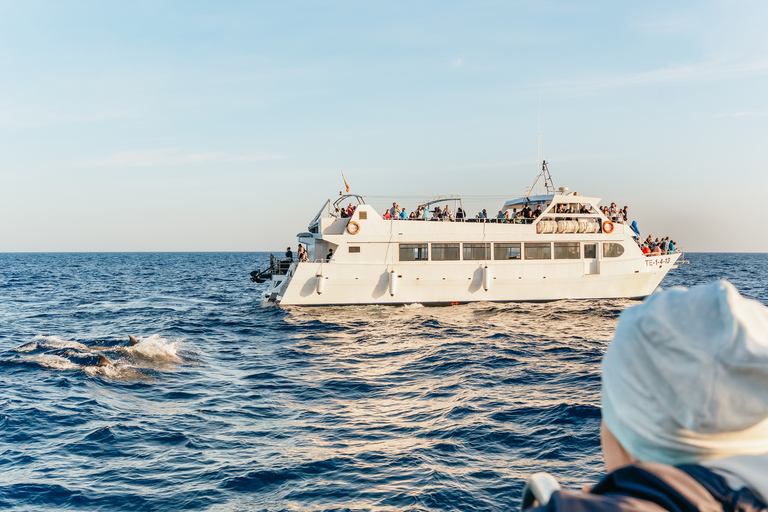 Mallorca: zonsopgang op het water en dolfijnentour