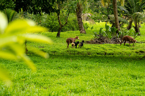 Panama: Rio Piedra Farm Entry Ticket and Hiking Trails