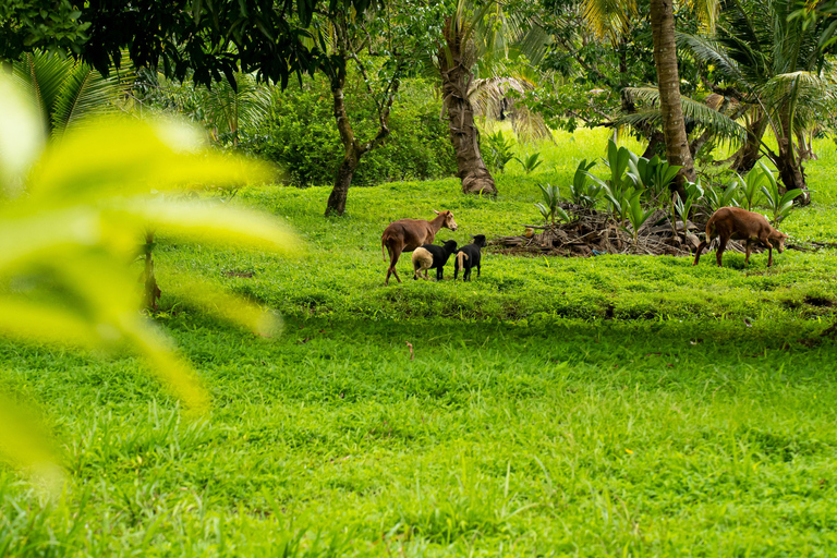 Panama: Rio Piedra Farm Entry Ticket and Hiking Trails