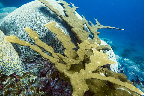 Parc national de Tayrona : Découverte de la plongée sous-marineVisite privée en espagnol