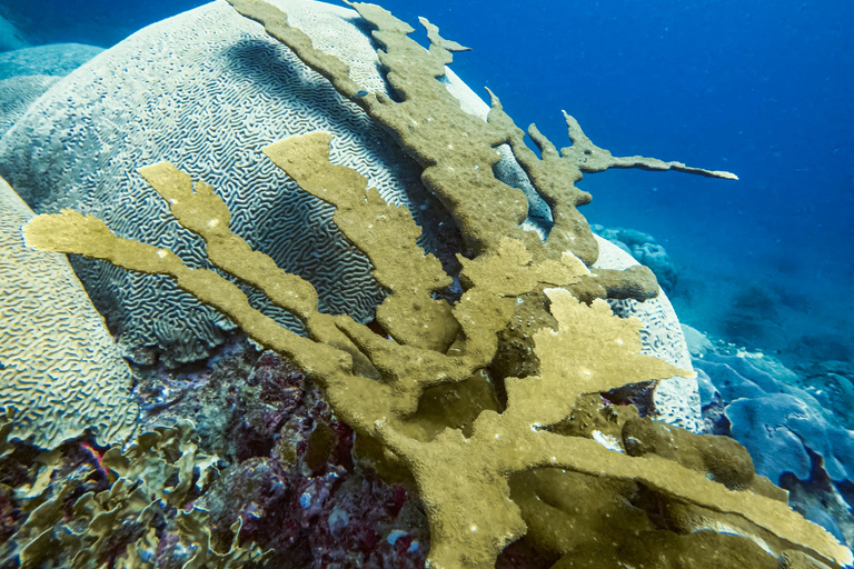 Tayrona nationalpark: Upptäck dykning med scubadykningPrivat tur på spanska