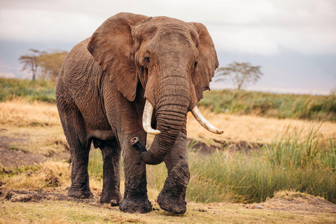 Zanzibar: Lake Manyara Safari & Culture Explore with Flight Dar es Salaam: Manyara Safari & Culture Explore with Flights