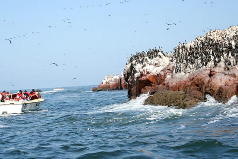 Tour di un giorno a Huacachina e Paracas
