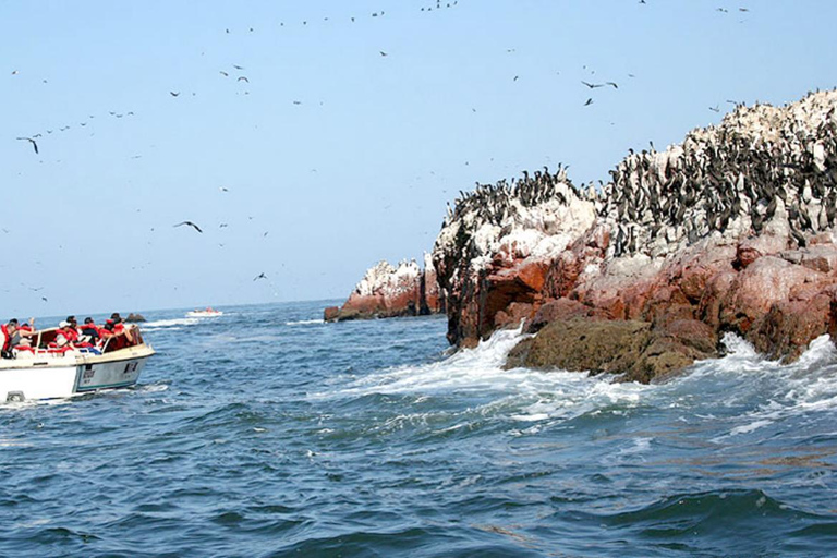 Tour di un giorno a Huacachina e Paracas
