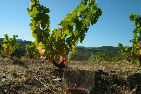 Falset: tour privado guiado del vino al Priorat por un localGuiada privada Wine Tour al Priorat por un local