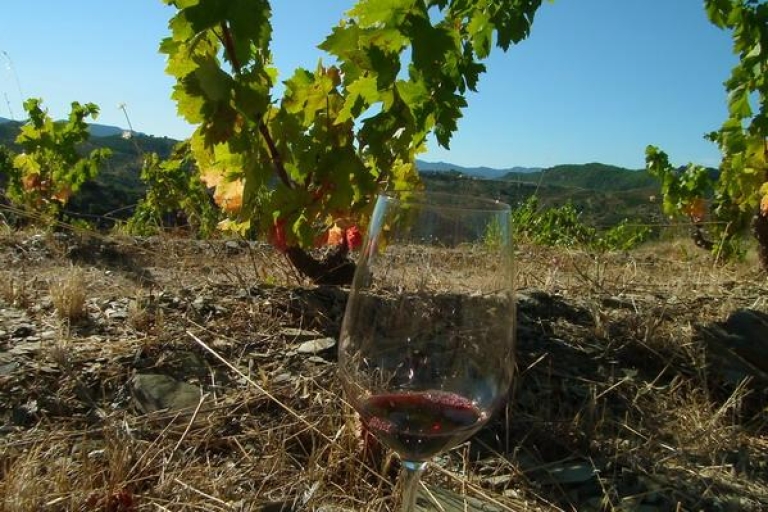 Falset: visite guidée privée des vins du Priorat par un localVisite guidée privée Vins au Priorat par une section locale