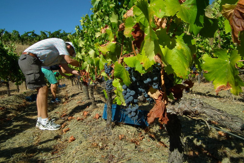 Falset: Prywatna wycieczka z przewodnikiem po winie do Priorat przez lokalnegoPrivate Guided Wine Tour do Priorat przez miejscowego