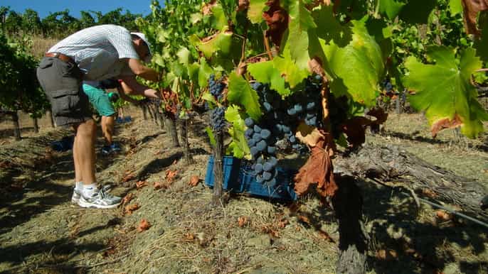 private guided wine tour to the priorat by a local