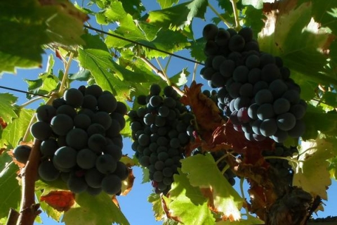 Falset: visite guidée privée des vins du Priorat par un localVisite guidée privée Vins au Priorat par une section locale