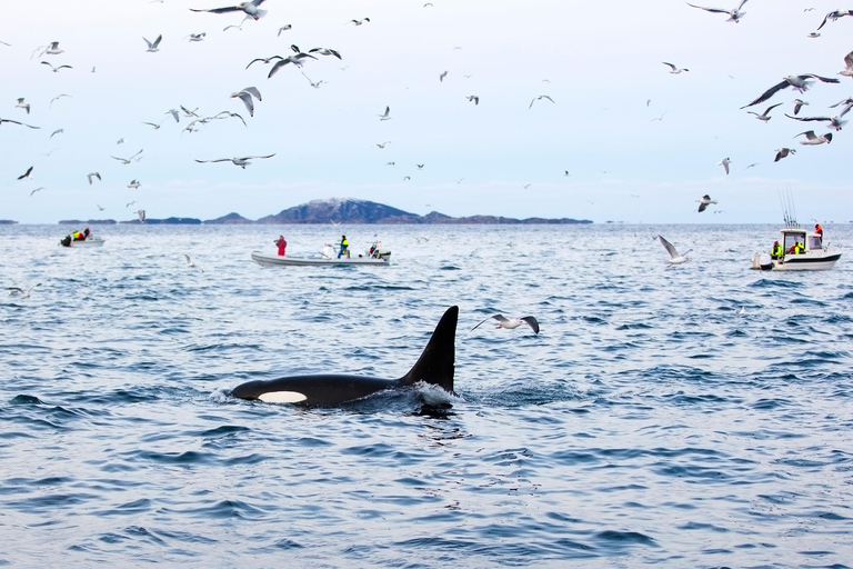 Tromsø: Responsible Whale Watching Cruise Aboard MS Alba