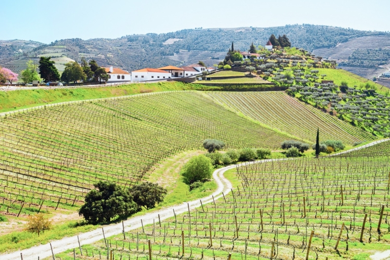 Porto: Douro Valley Tour with Wine Tasting, Cruise and Lunch Group Tour in French without Pickup