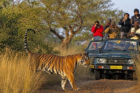 From Delhi: 4-Day Golden Triangle & Ranthambore Safari Tour