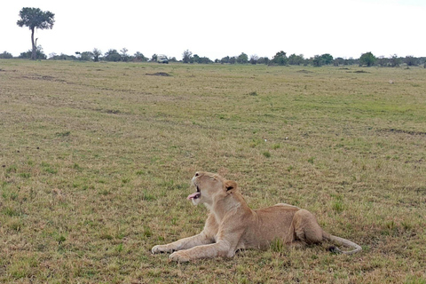 Nairobi: Maasai Mara National Reserve Day Trip