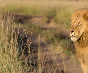 Desde Nairobi: Safari en grupo de 3 días y 2 noches a Masai Mara