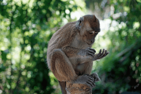 Oslob: Tubarões-baleia, cachoeiras de Tumalog e excursão particular com macacosOslob: excursão privada aos tubarões-baleia, às cataratas de Tumalog e aos macacos