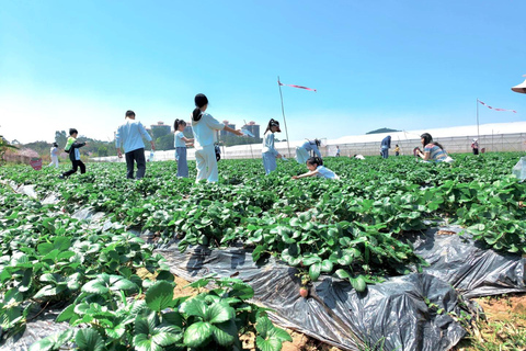 Guangzhou to Zengcheng 1-Day Private Tour: Fruit Picking Guangzhou to Zengcheng: 1-Day Private English Guided Tour