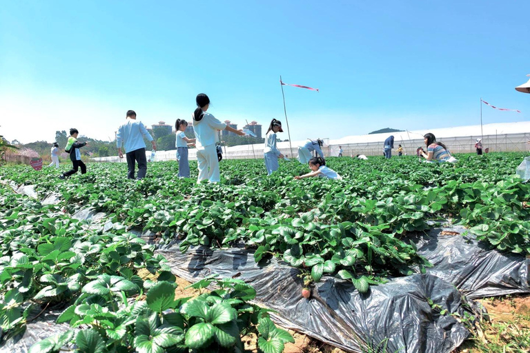Guangzhou to Zengcheng 1-Day Private Tour: Fruit Picking Guangzhou to Zengcheng: 1-Day Private English Guided Tour