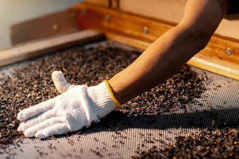 Kandy: Tea Factory Tour with Tasting and Plantation Walk