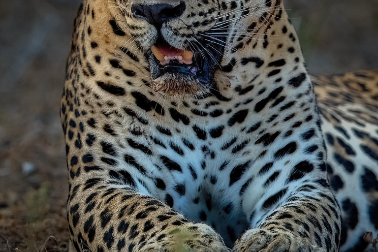 Yala National Park: Half Day or Full Day Leopard Safari Tour Yala National Park: Half Day Leopard Safari Tour (4 hours)