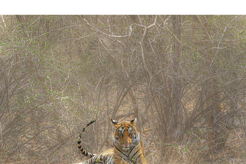 Von Jaipur aus: 1 Tagestour zum Ranthambore Tiger Reserve