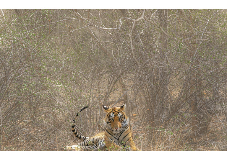 Von Jaipur aus: 1 Tagestour zum Ranthambore Tiger Reserve