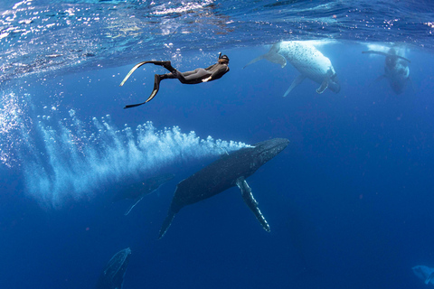 Costa Dorada: Nada con ballenas