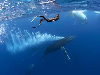 Gold Coast: Swim with Whales