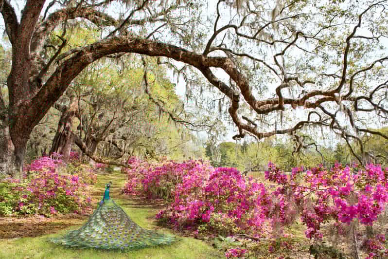 Charleston Magnolia Plantation Tour and Transport GetYourGuide