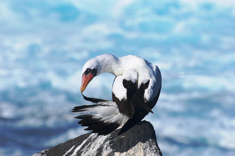 San Cristóbal: Vuelta 360 a la isla con snorkel