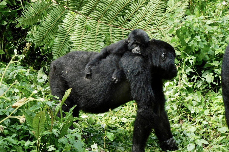 Trekking di 2 giorni con i gorilla a Bwindi da Kigali