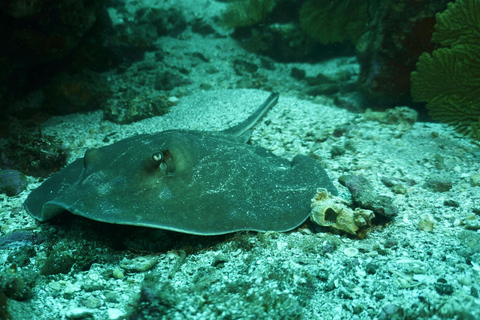 Mirissa: Night Snorkeling Adventure with Coral Reef & Fishes Mirissa: Night Snorkeling Adventure with Local Guide