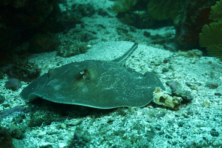 Mirissa: Night Snorkeling Adventure with Coral Reef & Fishes Mirissa: Night Snorkeling Adventure with Local Guide