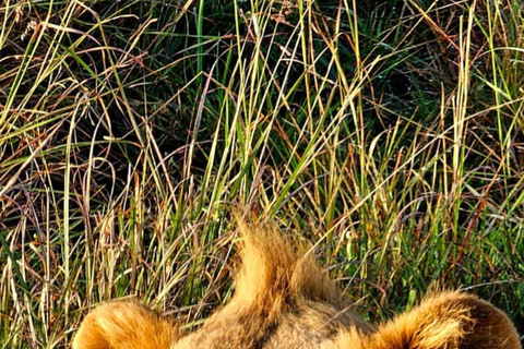 Nairobi National Park Game Drive Safari With Pick-Up